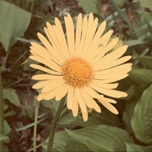 Meet your Posher, Lizbeth